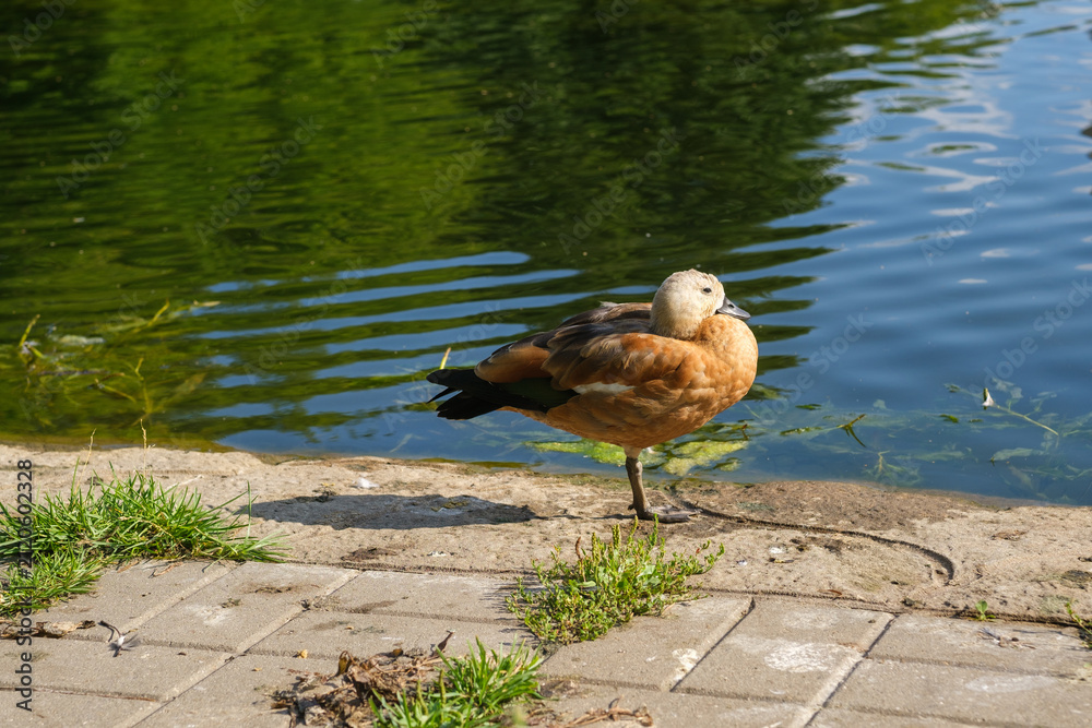 Fototapeta premium Duck perches on the edge of a pond surrounded by green grass, with water ripples reflecting sunlight in a serene outdoor environment