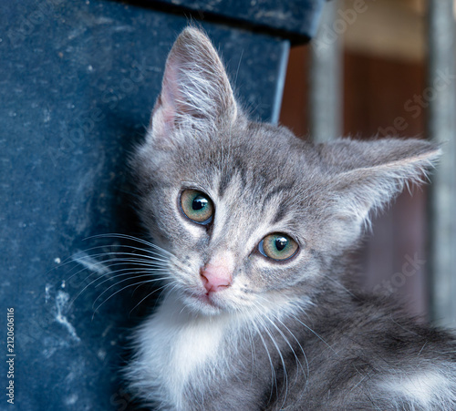 Portrait of a Grey Kitten