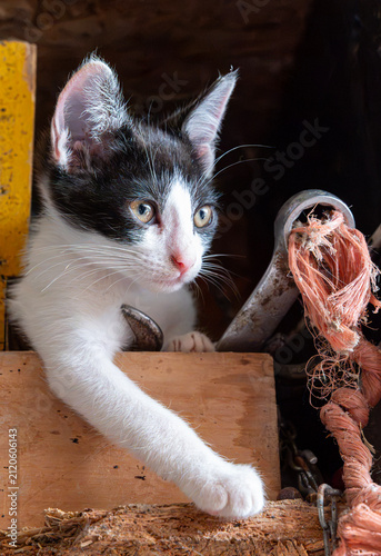 Kitten in a Barn