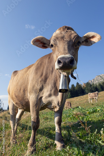 swiss_cow