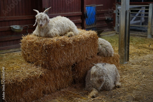 Photography White horned rams sitting on hay at the farm