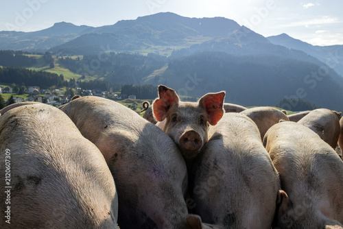 Fototapeta kuchenna swiss_pigs