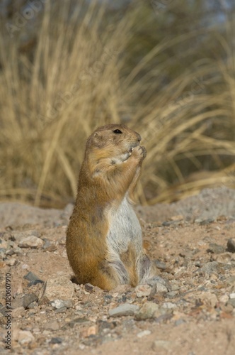 Принти на полотні prairie dog