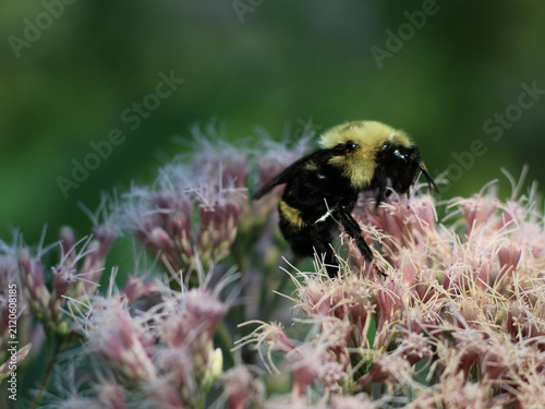 Foto Midwest Summer Wildlife: Bumblebee Foraging on Joe Pye Weed Macro Closeup