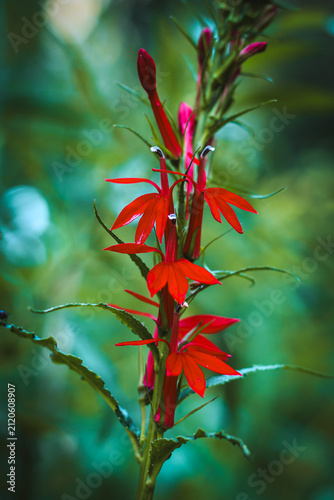 Bild auf Leinwand A Cardinal Flower (Lobelia cardinalis), a native perennial pollinator plant recognized for its vibrant red tubular flowers
