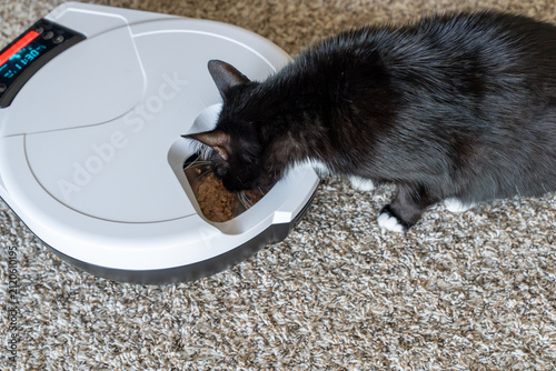 Canvas Print Black and white cat eating from an automatic pet feeder on a carpet