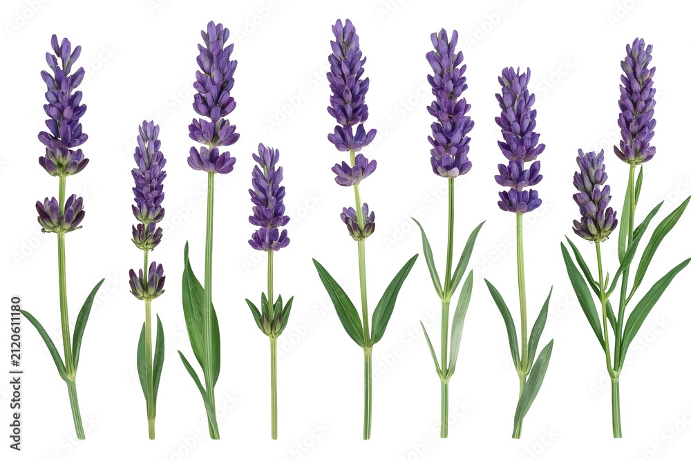 Fototapeta premium Individual lavender flower stems in a botanical row