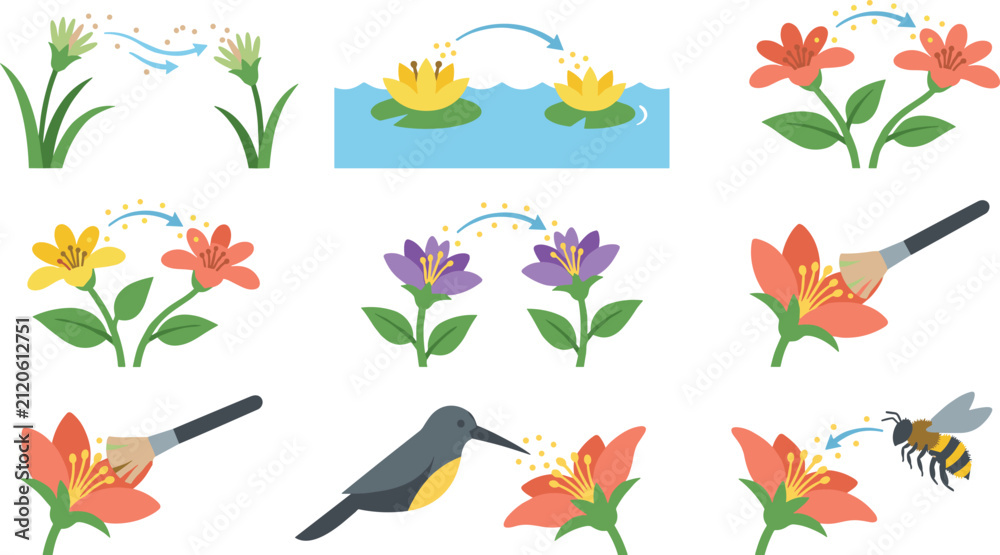 Fototapeta premium Flower Pollination Methods with Wind Water Insects Birds and Manual Pollen Transfer
