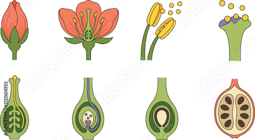 Cuadro en lienzo Flower Pollination and Fertilization Process with Pollen Tube Ovule Seed and Fru