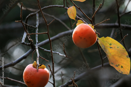 Ripe persimmons hanging on tree branches with autumn leaves in late autumn