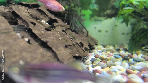 Colorful fish swim in a bright aquarium with lush green plants 