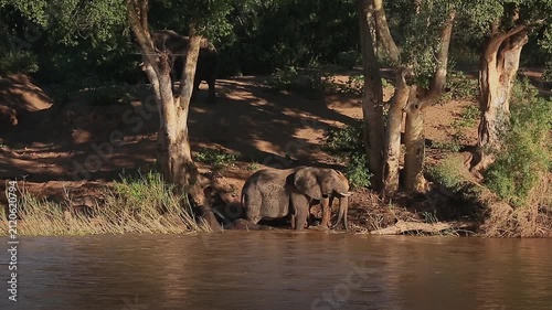 Small group of African bush elephants drinking and mud bathing in riverside scenery in Greater Kruger National park, South Africa ; Specie Loxodonta africana family of Elephantidae