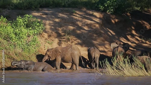 Small group of African bush elephants drinking and mud bathing in riverside scenery in Greater Kruger National park, South Africa ; Specie Loxodonta africana family of Elephantidae