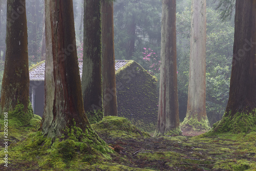 Mossy forest with secluded building in foggy atmosphere