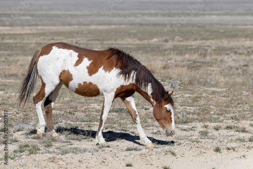 Wild Horses in the West Desert of Utah, Onaqui herd
