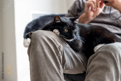 Bild auf Leinwand Black and white cat relaxing on a person's lap
