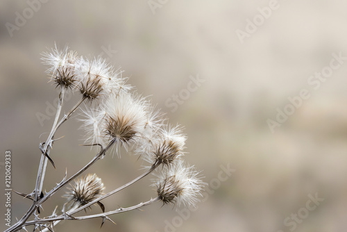 Canvastavla Dried thistle seed heads with feathery white pappus against a soft neutral backg