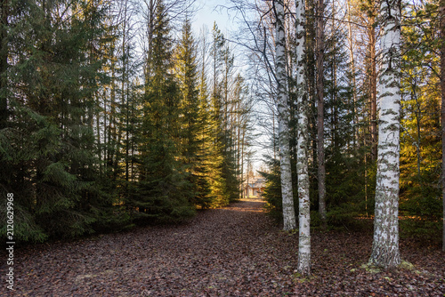 Forest path lined with birch and pine trees