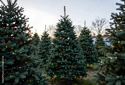 Christmas tree farm with ev...