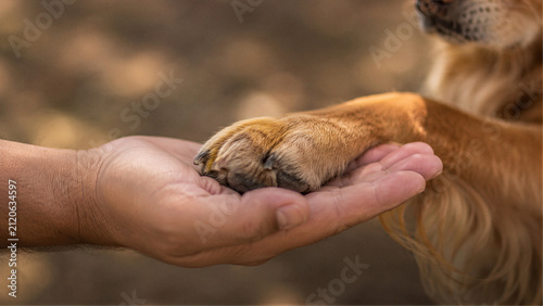 Dog paw resting on human hand outdoors, friendship and trust between pet and owner concept with copy space