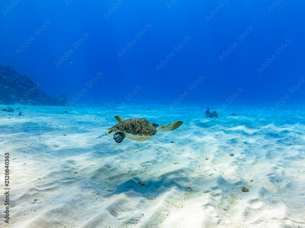 Fototapeta premium Green sea turtle