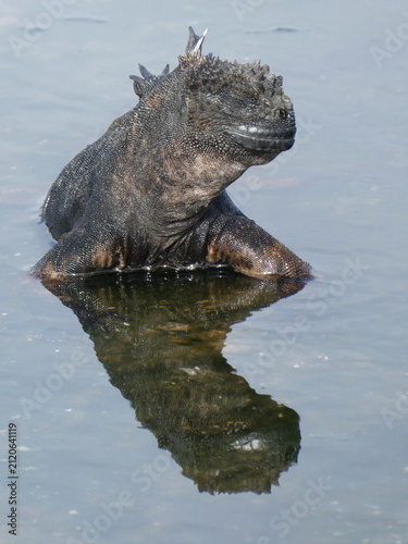 Marine iguana of Galapagos Islands resting with reflection on water surface