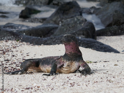 Marine iguana basking in the sun on beach of Galapagos Islands
