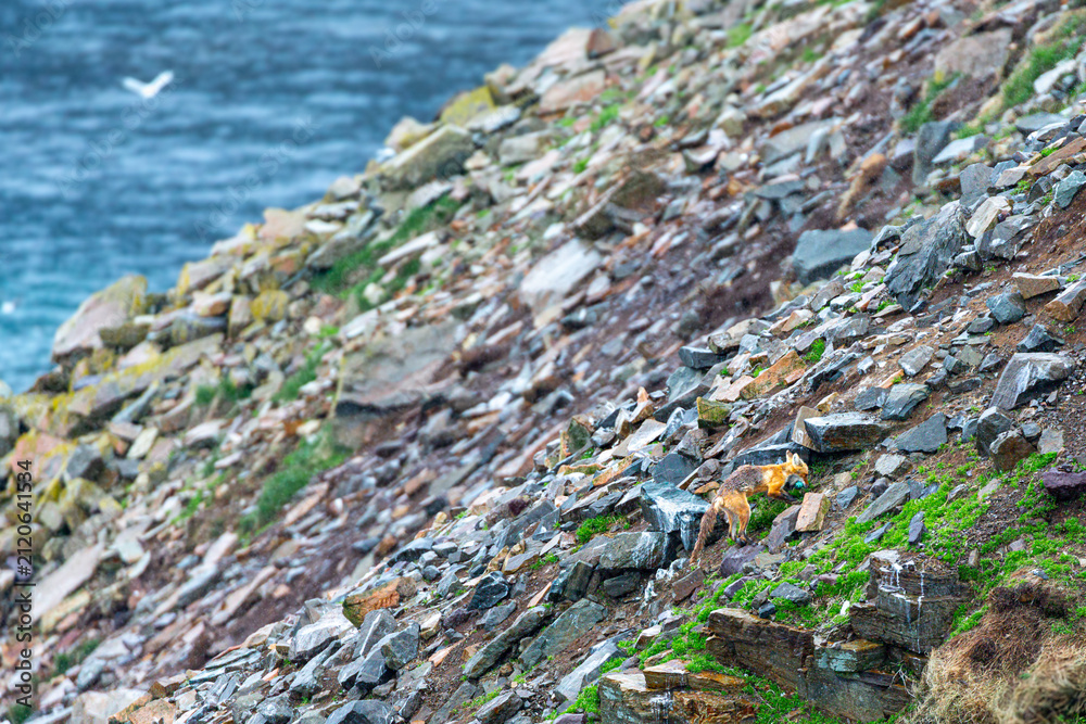 Fototapeta premium A fox on a rocky shore with the ocean in the background.