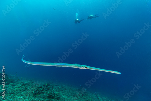 Fotografie A trumpetfish swims near divers in the blue ocean.