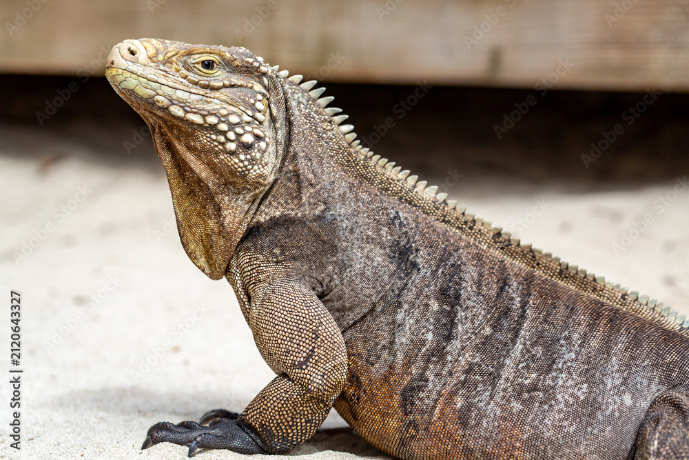 Fototapeta premium A rhinoceros iguana (Cyclura cornuta) basks in the sun on a sandy surface.