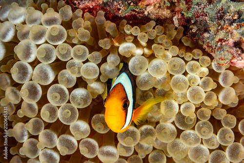 Konstfotografi A clownfish (Amphiprioninae) swims among the tentacles of its host anemone