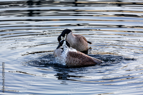 Fotografía Two Canada geese (Branta canadensis) interacting in the water.