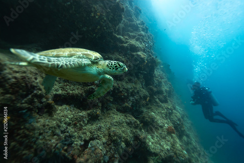 Foto Green Sea Turtles, Chelonia mydas, swimming along a tropical coral reef with scu