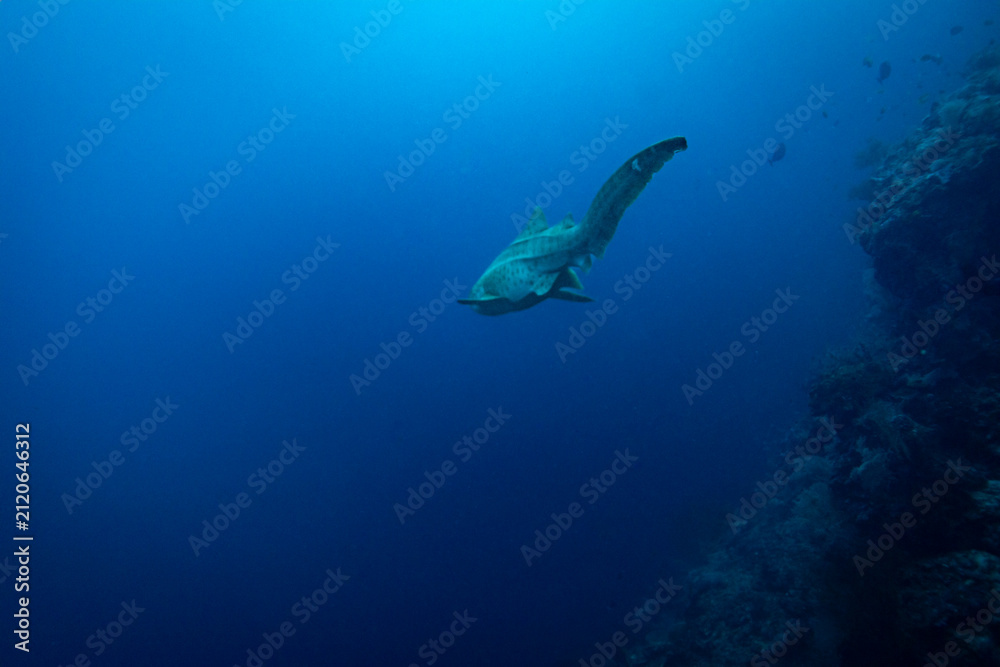 Obraz premium Zebra shark, Stegostoma fasciatum, swimming through dark blue waters along a deep coral wall