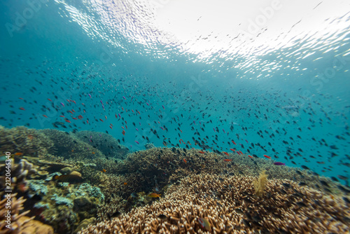Large school of colorful fish swim above mixture of hard and soft corals on a tropical coral reef landscape
