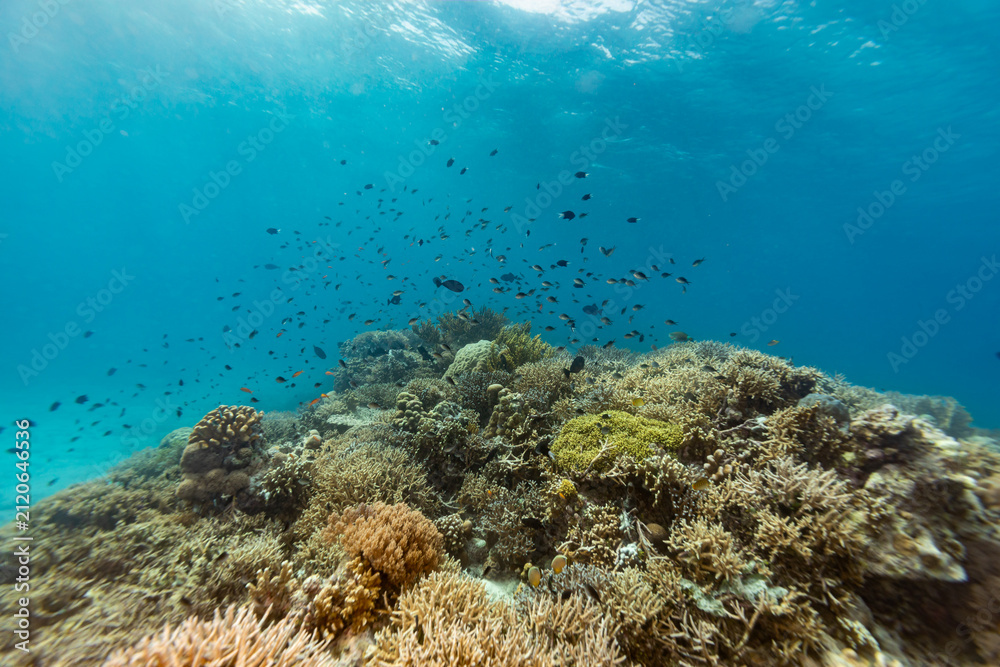 Obraz premium School of colorful anthia fish, Anthias anthias, swim in clear blue waters just above their home on a tropical coral reef