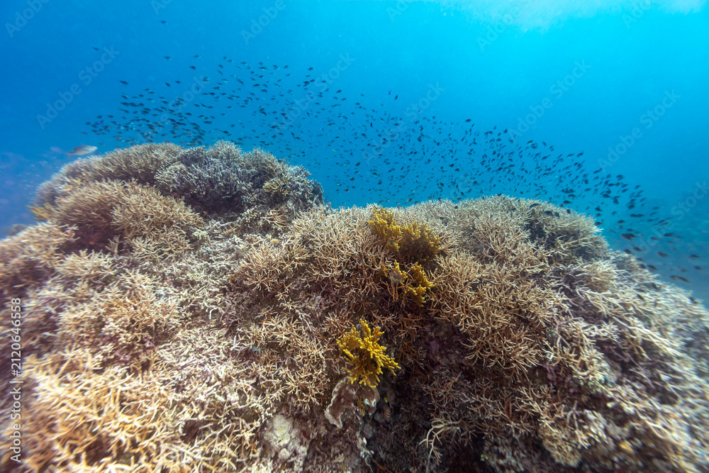 Obraz premium Healthy coral reef landscape with various hard corals