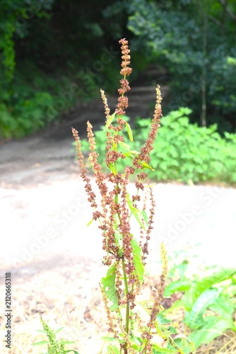 Rumex japonicus. In spring, it produces flowers in racemes, followed by the formation of achenes. Its young shoots are edible and have medicinal uses.