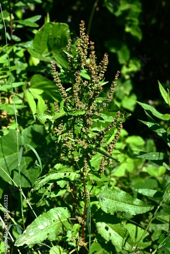 Rumex japonicus. In spring, it produces flowers in racemes, followed by the formation of achenes. Its young shoots are edible and have medicinal uses.