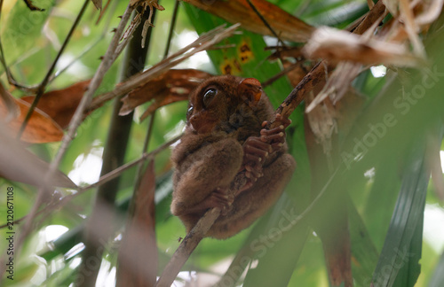 Philippine Tarsier in Bohol, Philippines, Endemic Tropical Wildlife
