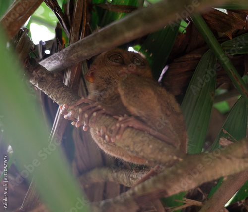 Philippine Tarsier in Bohol, Philippines, Endemic Tropical Wildlife