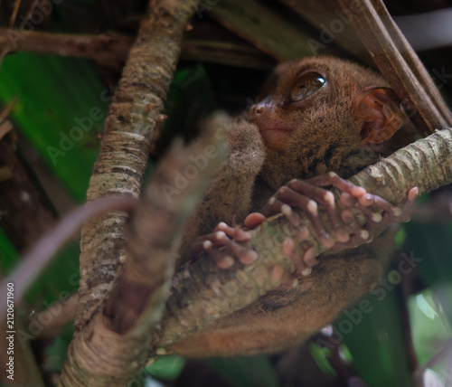 Philippine Tarsier in Bohol, Philippines, Endemic Tropical Wildlife