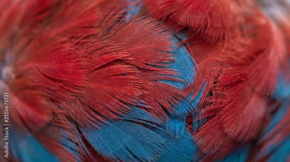 Obraz premium Macaw feathers