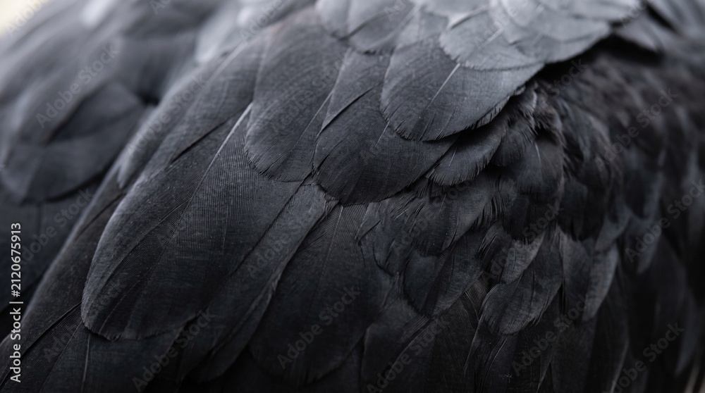 Obraz premium Condor flight feathers
