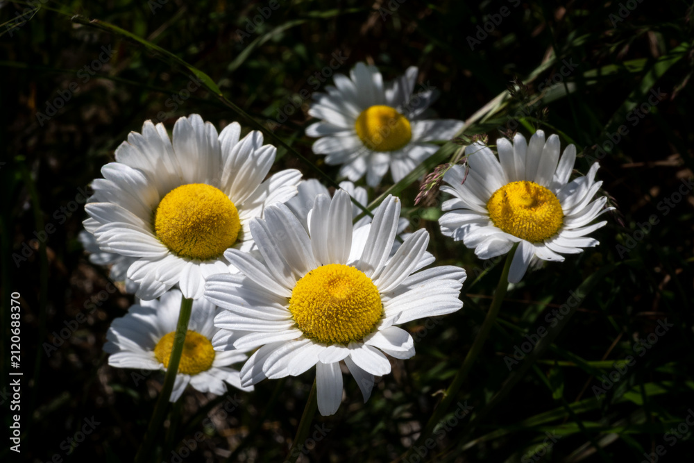 Fototapeta premium A cluster of Bellis perennis, English daisy flowers, with a dark background. The delicate flower heads have white ray florets and yellow disc florets. The flower is in a single leafless green stem.