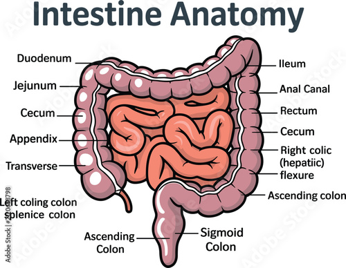 Fotografie Intestine Anatomy Medical Diagram Showing Small and Large Intestine, Duodenum, J