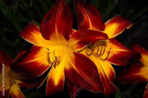 Foto Daylilies