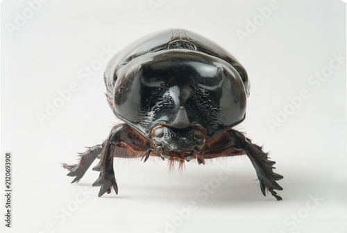 Foto Front view of a large black rhinoceros beetle isolated on a white studio backgro