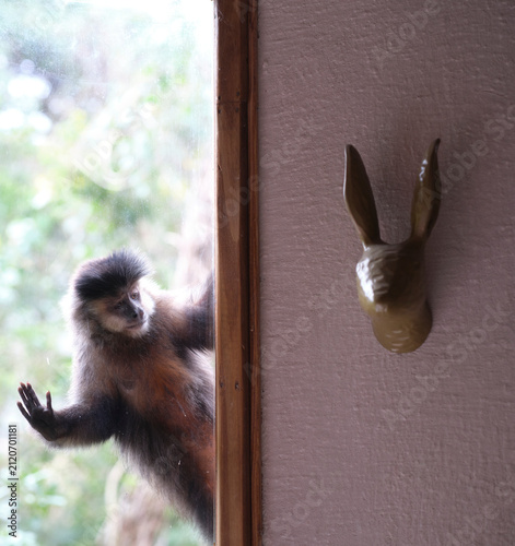 Photography The curious Monkey
