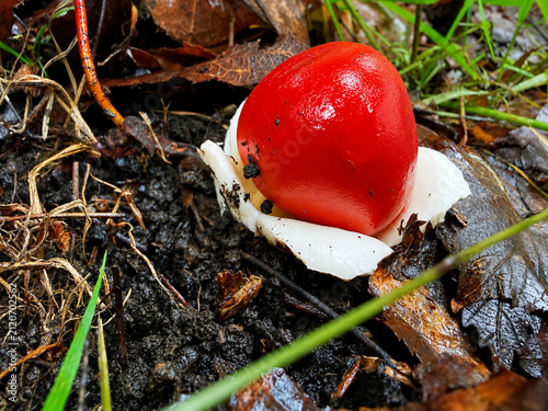Young Amanita jacksonii mushroom emerging from its white volva on a muddy forest floor